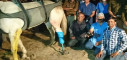 Shaktiman’s fractured leg amputated, permanent prosthetic leg will be fixed soon