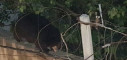 Wild Bear escapes from Hyderabad Zoo