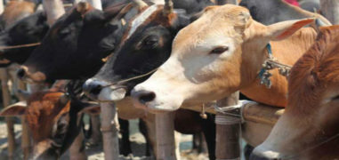 Maharashtra Beef Ban: Eating Beef is Legal, Ban On Slaughter 