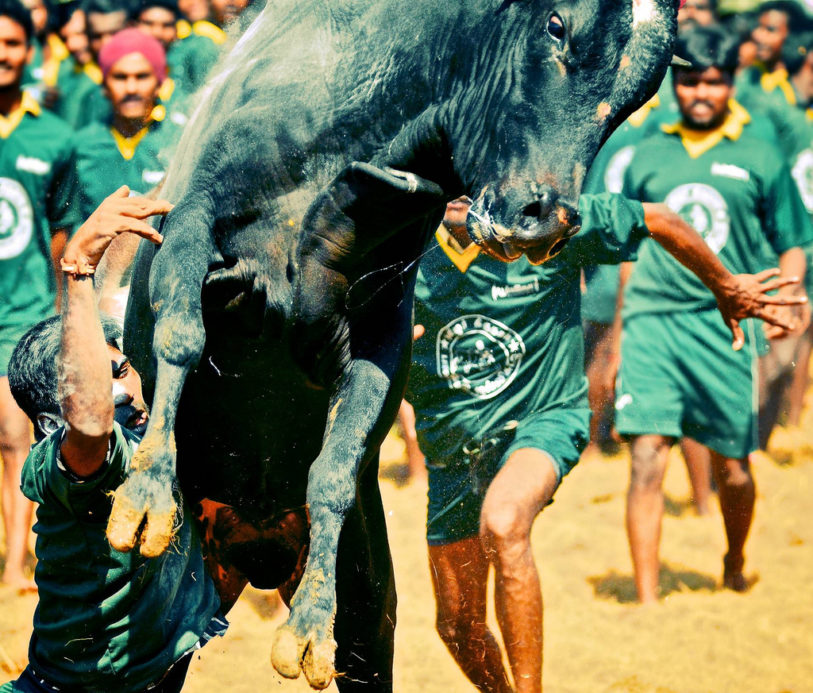 jallikattu people