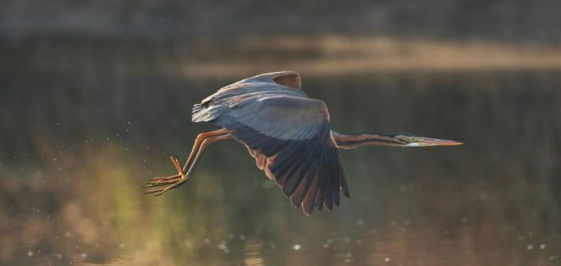 Birders Save Purple Heron In Hyderabad,Breaking News Headlines Today,Hyderabad news today live,India News Now,Mango News,World Environment Day,#WorldEnvironmentDay,Osman Sagar Lake,Purple Heron,Hyderabad Purple Heron