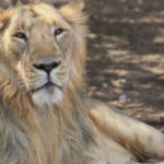 An Asiatic Lion Dies In Hyderabad’s Zoo, Asiatic Lion 19 year old Asiatic lion Atul dies of old age at Hyd zoo, Male Asiatic lion dies in zoo, Asiatic lion that sired 26 cubs dies in Hyderabad zoo, City zoo mourns Asiatic lion's death, Hyderabad Zoo Latest News and Updates, Mango News