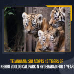 Telangana SBI Adopts 15 Tigers Of Nehru Zoological Park In Hyderabad For 1 Year, Telangana, SBI Adopts 15 Tigers Of Nehru Zoological Park In Hyderabad For 1 Year, SBI Adopts 15 Tigers Of Nehru Zoological Park, SBI, State Bank of India, State Bank of India announced the adoption of 15 tigers at Nehru Zoological Park, 15 tigers at Nehru Zoological Park, Nehru Zoological Park, wildlife conservation, Telangana SBI, Telangana Latest News, Telangana Latest Updates, Mango News,