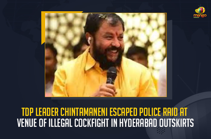 TDP-Leader-Chintamaneni-Escaped-Police-Raid-At-Venue-Of-Illegal-Cockfight-In-Hyderabad-Outskirts TDP Leader Chintamaneni Escaped Police Raid At Venue Of Illegal Cockfight In Hyderabad Outskirts, Chintamaneni Escaped Police Raid At Venue Of Illegal Cockfight In Hyderabad Outskirts, TDP Leader Escaped Police Raid At Venue Of Illegal Cockfight In Hyderabad Outskirts, Police Raid At Venue Of Illegal Cockfight In Hyderabad Outskirts, Illegal Cockfight In Hyderabad Outskirts, Hyderabad Outskirts, Venue Of Illegal Cockfight, Illegal Cockfight, TDP Leader Chintamaneni, TDP Former MLA Chintamaneni, TDP EX-MLA Chintamaneni, Chintamaneni, Former MLA Chintamaneni, MLA Chintamaneni, Illegal Cockfight In Hyderabad Outskirts News, Illegal Cockfight In Hyderabad Outskirts Latest News, Illegal Cockfight In Hyderabad Outskirts Latest Updates, Illegal Cockfight In Hyderabad Outskirts Live Updates, Mango News,