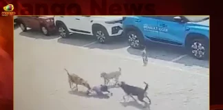 Telangana: 4 Year Old Boy Dies After Dog Attack, Talasani Yadav Holds Meeting Telangana 4 Year Old Boy Dies After Dog Attack Talasani Yadav Holds Meeting, 4 Year Old Boy Dies After Dog Attack, Telangana 4 Year Old Boy Died, Talasani Yadav Holds Meeting, Dog Attack Talasani Yadav Meeting, Hyderabad 4 Year Old Boy Bitten, 4 Year Old Boy Bitten To Death, Mango News, Street Dogs In Hyderabad,Dogs For Sale In Hyderabad,Hyderabad Dog Catchers,Hyderabad Dog Complaint,Hyderabad Dog News,Hyderabad Street Dogs Complaint,Stray Dogs,Street Dog Breed,Street Dog Helpline Number Hyderabad,Street Dogs,Street Dogs Hyderabad,Street Dogs Near Me