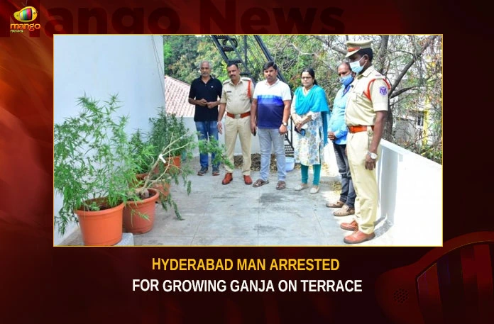 Hyderabad-Man-Arrested-For-Growing-Ganja-On-Terrace Hyderabad Man Arrested For Growing Ganja On Terrace,Hyderabad Man Arrested,Man Arrested For Growing Ganja,Hyderabad Man Growing Ganja On Terrace,Mango News,Man arrested for cultivating Ganja,Hyderabad ganja case,Hyderabad ganja news,Hyderabad ganja news today,Hyderabad Growing Ganja Latest News,Hyderabad Growing Ganja Latest Updates,Growing Ganja in Hyderabad,Hyderabad Man ganja case,Hyderabad Man ganja News,Hyderabad Latest News,Hyderabad Latest Updates