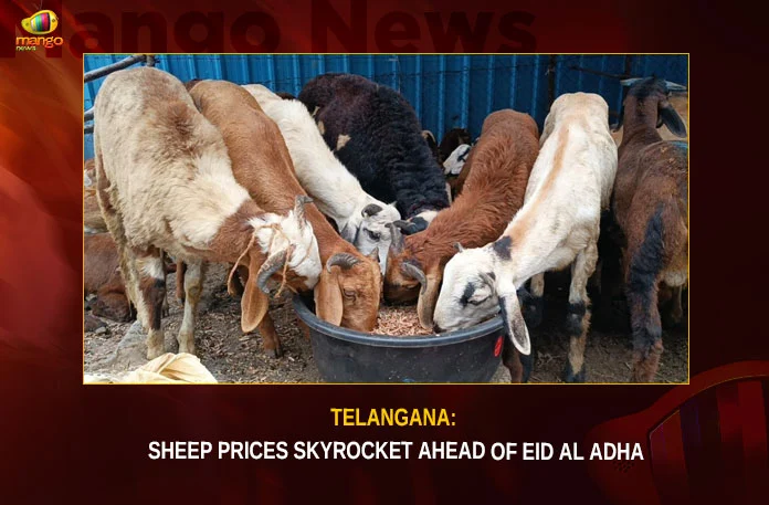 Telangana-Sheep-Prices-Skyrocket-Ahead-Of-Eid-Al-Adha Telangana Sheep Prices Skyrocket Ahead Of Eid Al Adha,Telangana Sheep Prices,Sheep Prices Skyrocket,Sheep Prices Ahead Of Eid Al Adha,Ahead of Eid Al Adha,Mango News, Sheep prices soar in Hyderabad,Sheep prices soar in Hyderabad,Telangana Sheep Prices Latest News,Telangana Sheep Prices Latest Updates,Telangana Sheep Prices Live News,Telangana Sheep Prices News Today,Sheep Prices Skyrocket Latest News,Sheep Prices Skyrocket Latest Updates,Sheep Prices Skyrocket Live News,Eid Al Adha News,Eid Al Adha Latest News,Eid Al Adha Latest Updates,Telangana Latest News And Updates