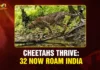 Cheetahs thrive 32 now roam India
