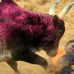 Centre Lifts Ban On Jallikattu, Bull-Taming, In Tamil Nadu 36 injured in Jallikattu event in Tamil Nadu, Jallikattu event in Tamil Nadu, 36 injured in Jallikattu event, Jallikattu in Tamil Nadu, mango news, national news, regional news, regional news in tamil nadu, Jallikattu avanipuram, Jallikattu held with 36 injured, Jallikattu protest, jallikattu,jallikattu news,jallikattu latest news,jallikattu updates
