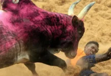 36 injured in Jallikattu event in Tamil Nadu, Jallikattu event in Tamil Nadu, 36 injured in Jallikattu event, Jallikattu in Tamil Nadu, mango news, national news, regional news, regional news in tamil nadu, Jallikattu avanipuram, Jallikattu held with 36 injured, Jallikattu protest, jallikattu,jallikattu news,jallikattu latest news,jallikattu updates