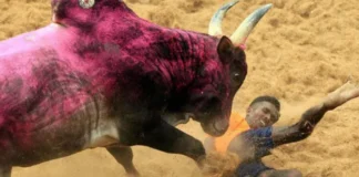 36 injured in Jallikattu event in Tamil Nadu, Jallikattu event in Tamil Nadu, 36 injured in Jallikattu event, Jallikattu in Tamil Nadu, mango news, national news, regional news, regional news in tamil nadu, Jallikattu avanipuram, Jallikattu held with 36 injured, Jallikattu protest, jallikattu,jallikattu news,jallikattu latest news,jallikattu updates