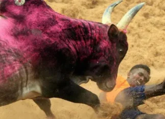 All that you need to know about Jallikattu! 36 injured in Jallikattu event in Tamil Nadu, Jallikattu event in Tamil Nadu, 36 injured in Jallikattu event, Jallikattu in Tamil Nadu, mango news, national news, regional news, regional news in tamil nadu, Jallikattu avanipuram, Jallikattu held with 36 injured, Jallikattu protest, jallikattu,jallikattu news,jallikattu latest news,jallikattu updates