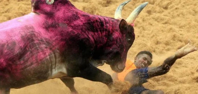 36 injured in Jallikattu event in Tamil Nadu, Jallikattu event in Tamil Nadu, 36 injured in Jallikattu event, Jallikattu in Tamil Nadu, mango news, national news, regional news, regional news in tamil nadu, Jallikattu avanipuram, Jallikattu held with 36 injured, Jallikattu protest, jallikattu,jallikattu news,jallikattu latest news,jallikattu updates