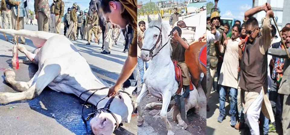 BJP MLA hitting Horse