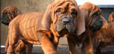 Koren Mastiff worth Rs 1 crore coming to India