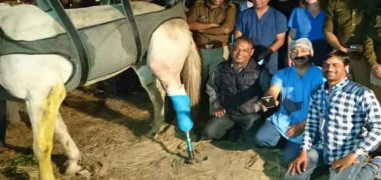 Shaktiman's fractured leg amputated, permanent prosthetic leg will be fixed soon