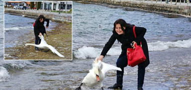 Woman kills swan by dragging it out of the lake for selfies