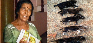 Bengaluru woman allegedly kills eight puppies