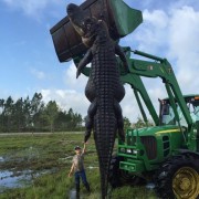 Monster Alligator shot dead in Florida