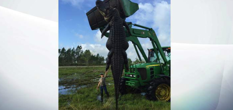 Monster Alligator shot dead in Florida
