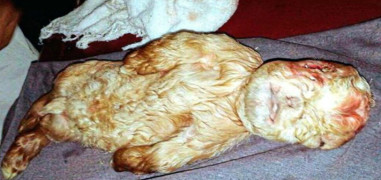 Goat born with human face 