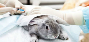 Government bans testing of soaps and detergents on animals