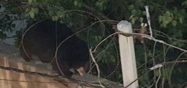 Wild bear escapes from Hyderabad Zoo