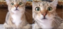 Watch: How Cats React While Watching Horror Movie - Mango News