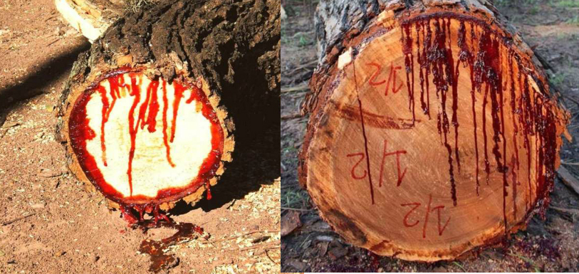 UNBELIEVABLE! “Bleeding” Tree Discovered In China, Video Goes Viral