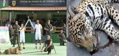 Rio 2016: Amazon Jaguar Shot Dead After Torch Relay 