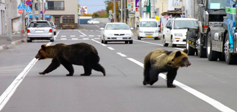 4 People Died in Apparent Bear Attacks in Northern Japan - Representational Image Representational Image
