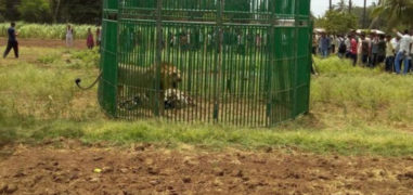 Delhi: One Out Of 18 Lions Captured Near Gir Identified As 'Man Eater'