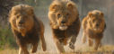 18 Lions taken into Custody in Gujarat for Murder of 3 People - MANGO NEWS