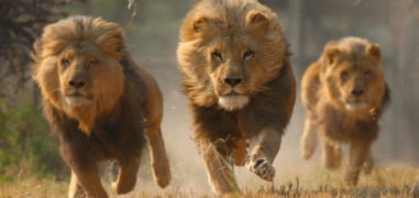 18 Lions Taken Into Custody For Murder Of Three People 