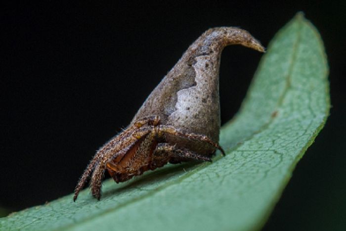 Eriovixia Gryffindori, the new species of spider discovered by Indian researchers in the Eastern Ghats