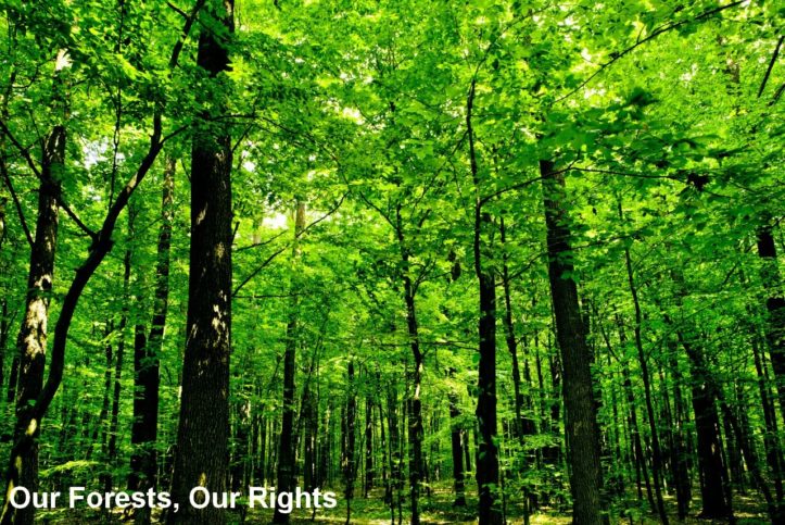 forest-right-act1