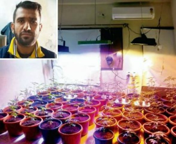 Shahed Hussain, ex-banker turned his two bedroom flat into a Cannabis cultivation farm.