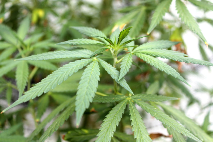 1300 kilo of Marijuana was seized by the Police on Sunday.