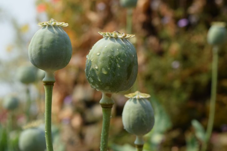 Poppy Bulbs in India's Opium Fields