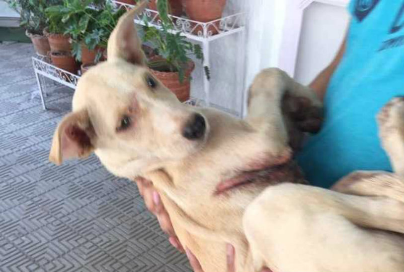 Brutal Attack on dogs,Mohali dogs Attack,dogs Attack 2017,Attack on 31 dogs,Mohali Attacks on dogs,Mohali dogs news,Protection and Care for Animals,criminal intimidation