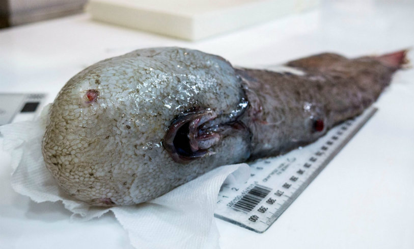Faceless Fish,Nothern Tasmania ,Faceless Fish rediscovered ,Australia Faceless Fish, aqua world,Scientific and Industrial Research Organization , Australian government