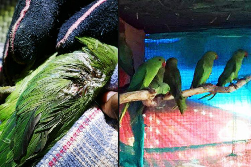 Animal Lovers,Rescue Parakeets in Bengaluru,Parakeets Rescued,Keerthan Rescued Parakeets,Avian and Repitle Rehabilitation Center,ARRC