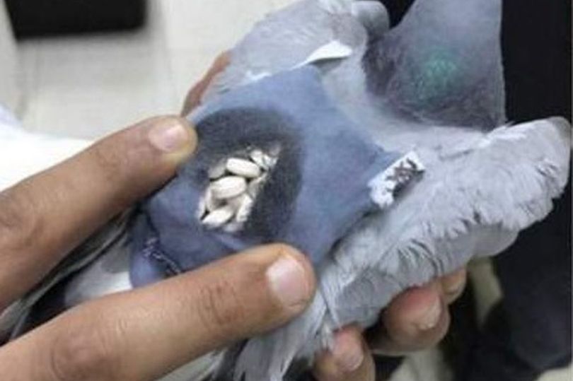 Pigeon New Smuggler Of Drugs,Mango News,Pigeon carrying drugs,Bollywood pigeons carriers drugs,#Kuwait,#drugmuleorpigeon,latest news 2017,Pigeons Smuggler,Bird Size Backpack,Police Caught By Pigeons Drugs,latest Crime News