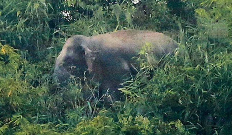 Ganesapuram,Wild Elephant Kills Four People,Coimbatore Elephant attack, Elephant attack 2017,forest department injure,Tamil Nadu Elephant attack, Wild Elephant attack at Ganesapuram