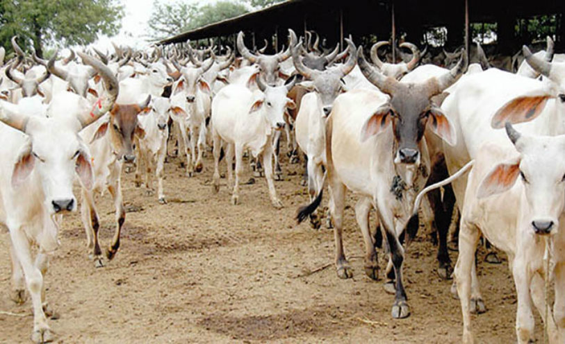 Telangana,Telangana news,Online Website For Sale of Cattle,Online Cattle ,National Information Centre,Telangana Online Website, Cattle sale,Online Cattle sale