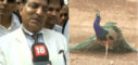 Justice Mahesh Chandra Sharma , Rajastan High Court,National animal tiger,,peahen,peacock,peahen and peacock,Justice Sharma hilarious statement,Sharma statement on peacock
