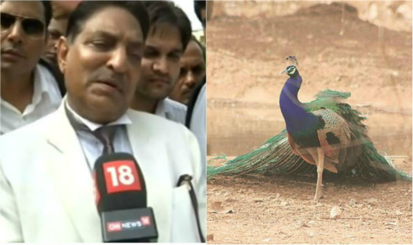 Justice Mahesh Chandra Sharma , Rajastan High Court,National animal tiger,,peahen,peacock,peahen and peacock,Justice Sharma hilarious statement,Sharma statement on peacock