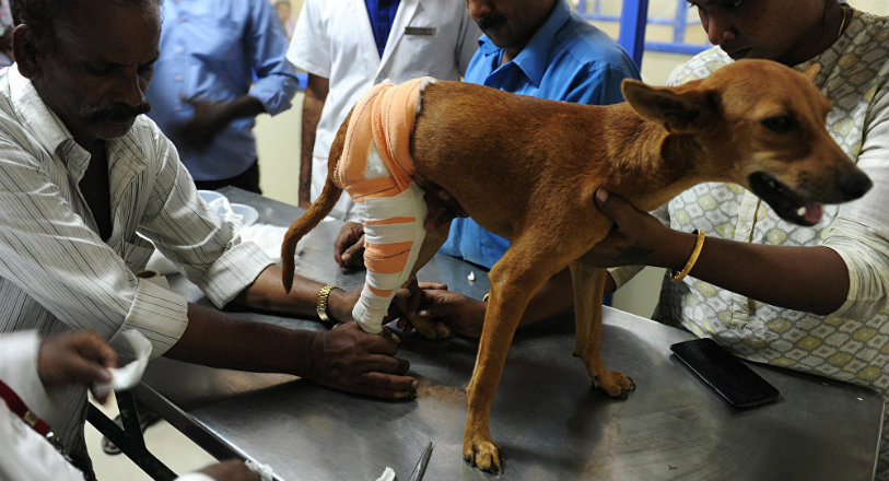 The Miracle Dog named Bhadra, dog name badra, Chennai, animal rights activist, Shravan Krishnan, Karthik Dhandapani,Animal Welfare Board of India ,Blue Cross volunteer