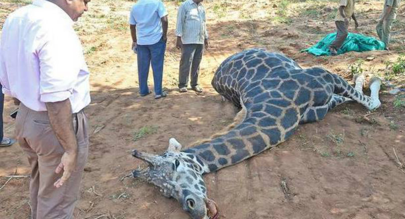 Tirupati Zoo,Tirupati Zoo 2017,Sri Venkateshwara National Zoo Park,Niranjan Reddy,Giraffe Dies at Tirupati Zoo,Giraffe Died In Tirupati Zoo