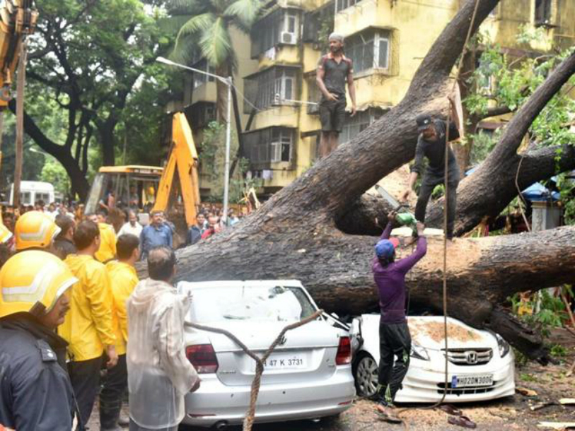 Tree crushes Car,Man dies as Car crushes Tree,Malad incident,Mumbai traffic police,BMC disaster cell ,Dalmia College